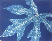 Alison has been experimenting with cyanotype printing again, this leaf donated to her by Brenda last month or so